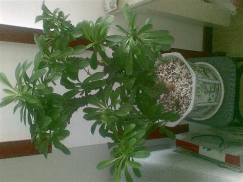 麒麟角 植物